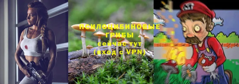 Галлюциногенные грибы Psilocybe  mega ONION  Высоковск 